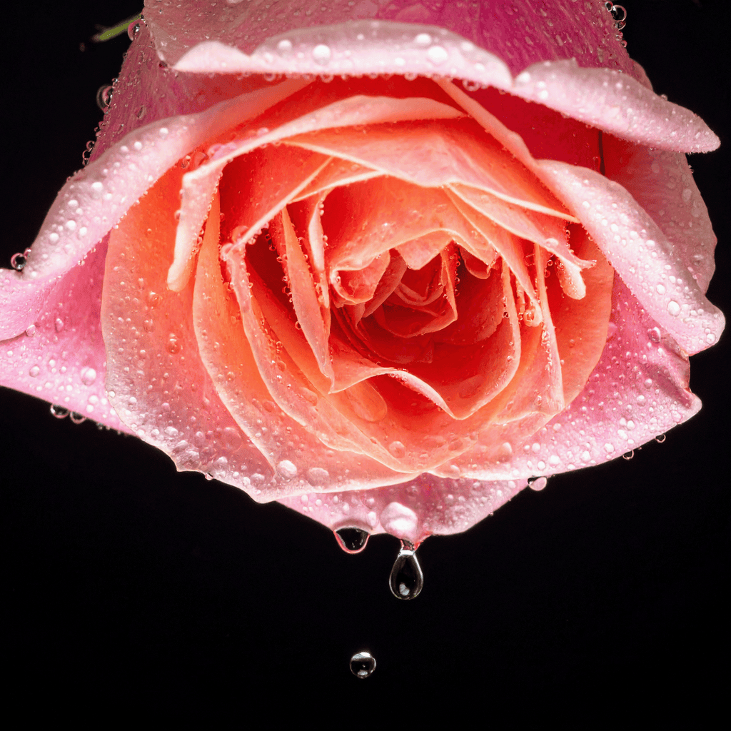 3『深紅』（ローズ＆オリエンタル）