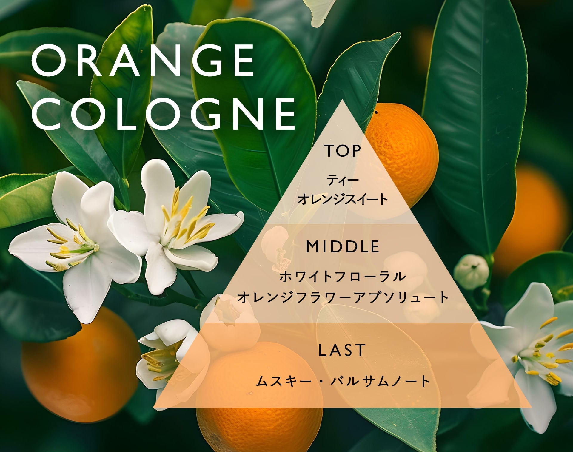 Orange Cologne(オレンジコロン)