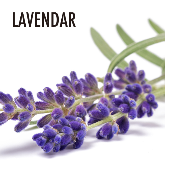 真正フレンチラベンダー エッセンシャルオイル