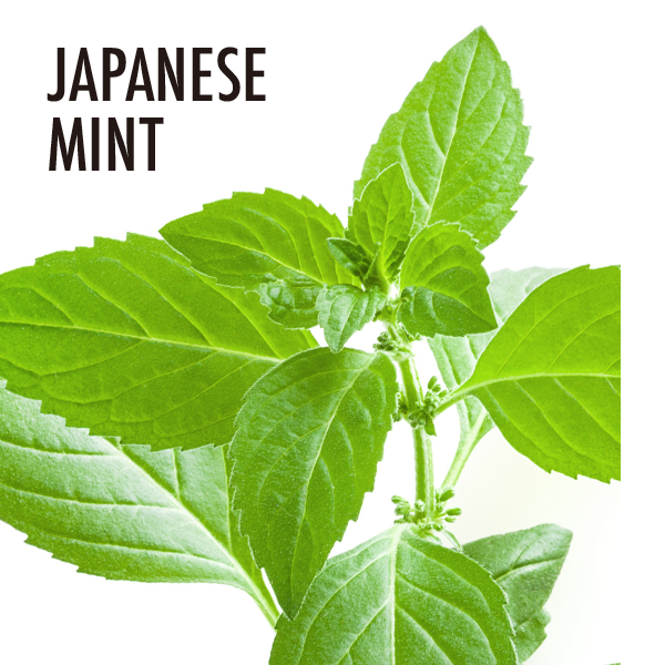 ハッカ(ジャパニーズミント)精油 エッセンシャルオイル