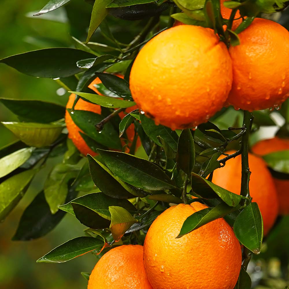 Orange Cologne(オレンジコロン)