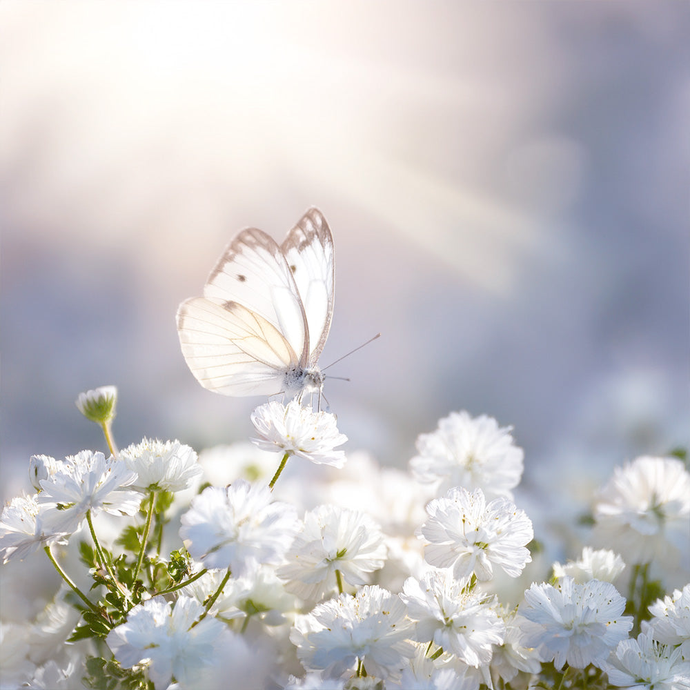 Papillon パピヨン（ウッディ×アイリス）