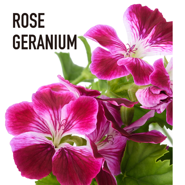 ローズゼラニウムエッセンシャルオイル