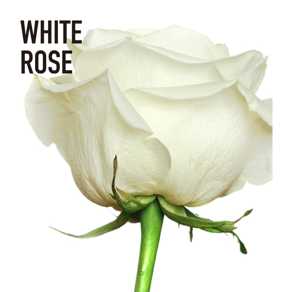 ホワイトローズエッセンシャルオイル